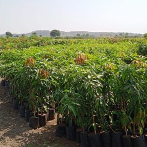 Kesar Mango Plants