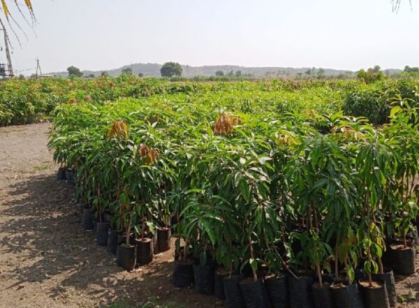 Kesar Mango Plants